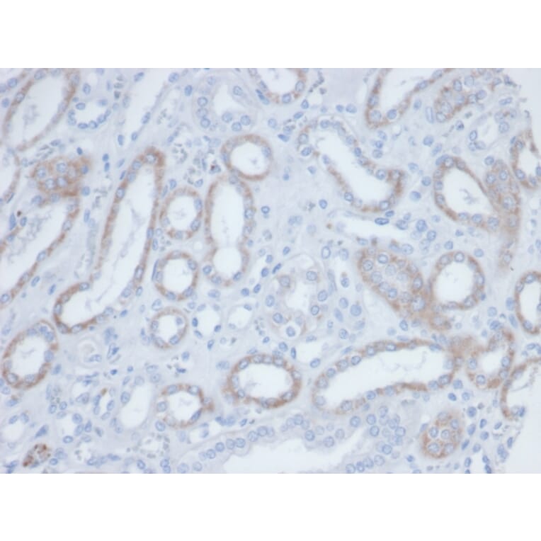 Immunohistochemistry - Anti-Biotin Antibody [BTN/36] (A277869) - Antibodies.com