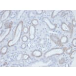 Immunohistochemistry - Anti-Biotin Antibody [BTN/36] (A277869) - Antibodies.com