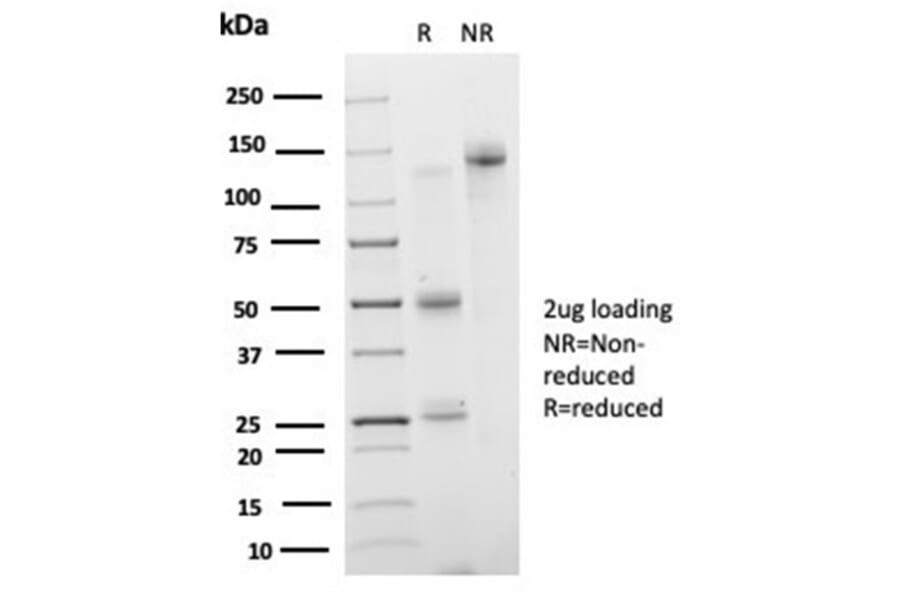 SDS-PAGE - Anti-IRF3 Antibody [PCRP-IRF3-3B2] (A277870) - Antibodies.com