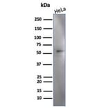 Western Blot - Anti-IRF3 Antibody [PCRP-IRF3-3B2] (A277870) - Antibodies.com