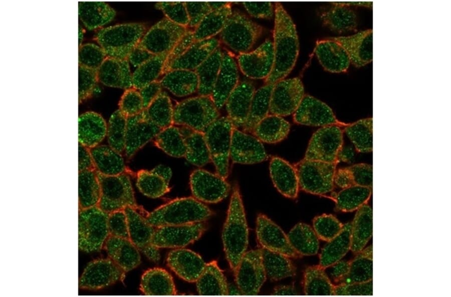 Immunofluorescence - Anti-IRF3 Antibody [PCRP-IRF3-3B2] (A277870) - Antibodies.com