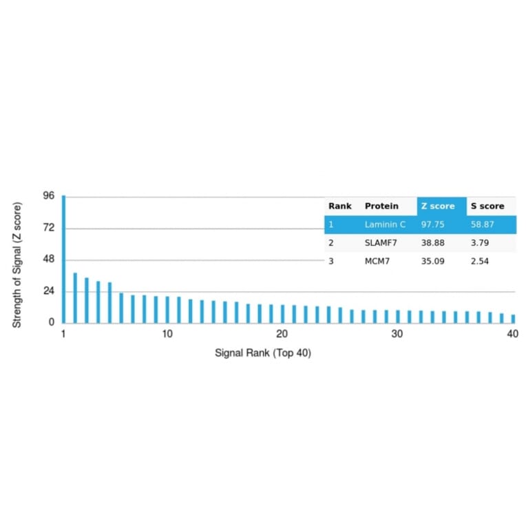 Protein Array - Anti-Laminin gamma 1 Antibody [LAMC1/3162] (A277871) - Antibodies.com