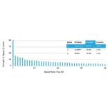 Protein Array - Anti-Laminin gamma 1 Antibody [LAMC1/3162] (A277871) - Antibodies.com