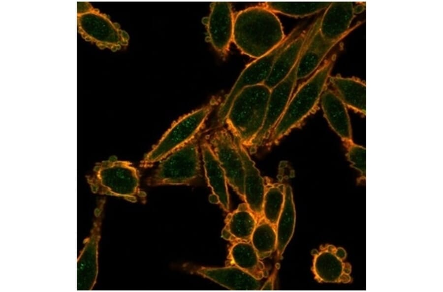 Immunofluorescence - Anti-SMAD9 Antibody [PCRP-SMAD9-2F4] (A277872) - Antibodies.com