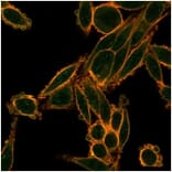 Immunofluorescence - Anti-SMAD9 Antibody [PCRP-SMAD9-2F4] (A277872) - Antibodies.com