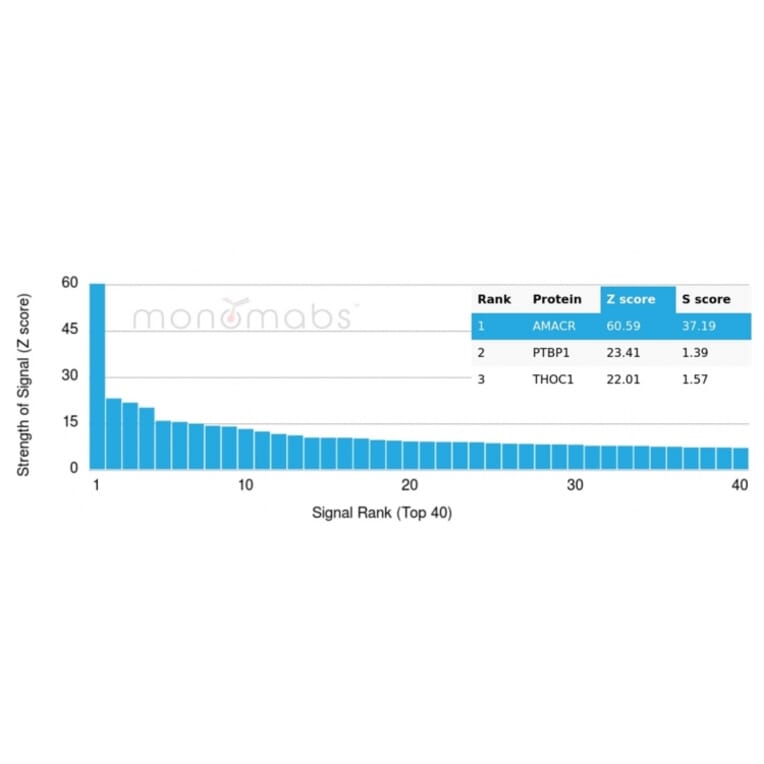 Protein Array - Anti-AMACR Antibody [13H4] (A277873) - Antibodies.com