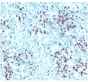 Immunohistochemistry - Anti-Myeloperoxidase Antibody (A277874) - Antibodies.com
