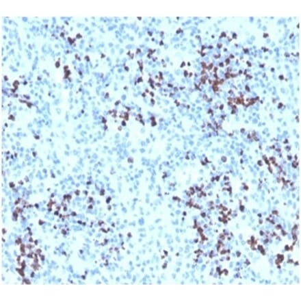 Immunohistochemistry - Anti-Myeloperoxidase Antibody (A277874) - Antibodies.com