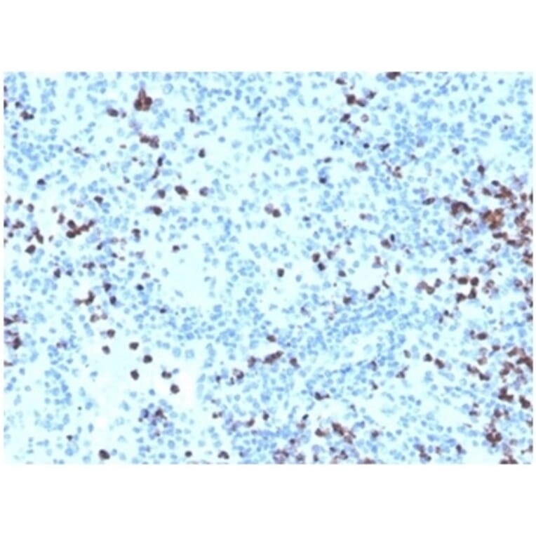 Immunohistochemistry - Anti-Myeloperoxidase Antibody (A277874) - Antibodies.com