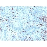 Immunohistochemistry - Anti-Myeloperoxidase Antibody (A277874) - Antibodies.com