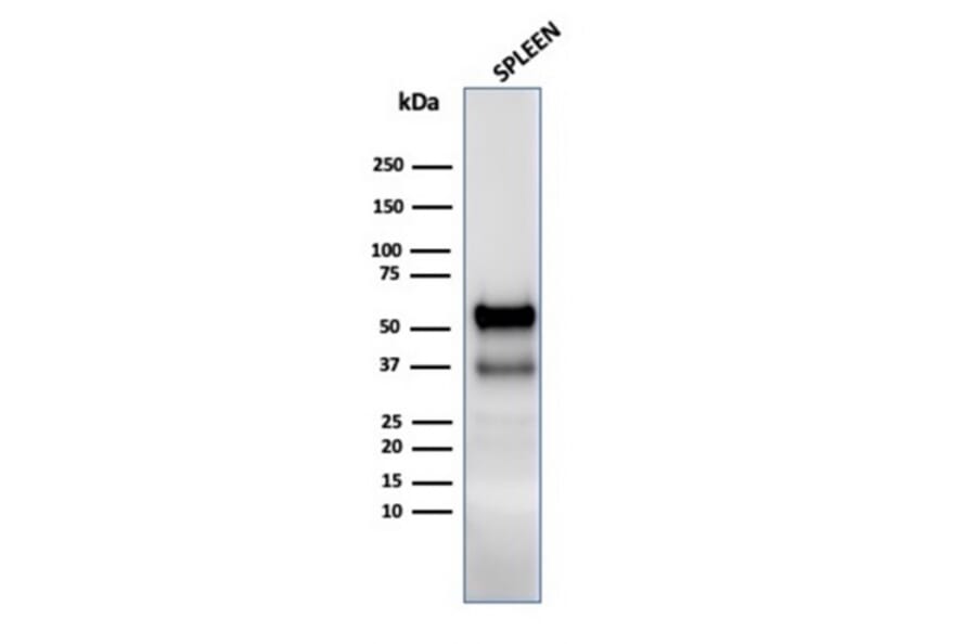 Western Blot - Anti-Myeloperoxidase Antibody (A277874) - Antibodies.com