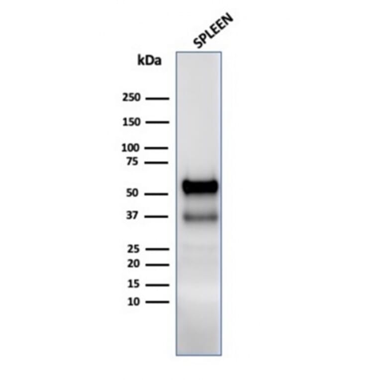 Western Blot - Anti-Myeloperoxidase Antibody (A277874) - Antibodies.com