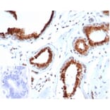 Immunohistochemistry - Anti-p27 Kip1 Antibody [rKIP1/1356] (A277877) - Antibodies.com
