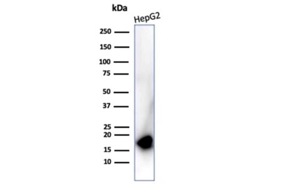 Western Blot - Anti-p16INK4a Antibody [rCDKN2A/4845] (A277878) - Antibodies.com