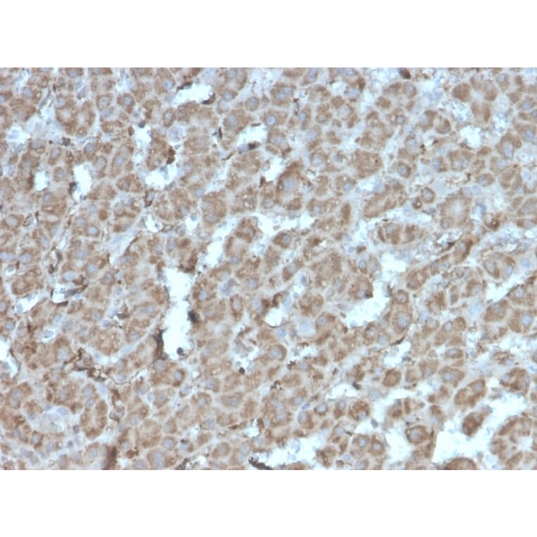 Immunohistochemistry - Anti-TOP1MT Antibody [rTOP1MT/488] (A277880) - Antibodies.com