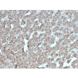 Immunohistochemistry - Anti-TOP1MT Antibody [rTOP1MT/488] (A277880) - Antibodies.com