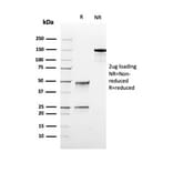 SDS-PAGE - Anti-TOP1MT Antibody [rTOP1MT/488] (A277880) - Antibodies.com