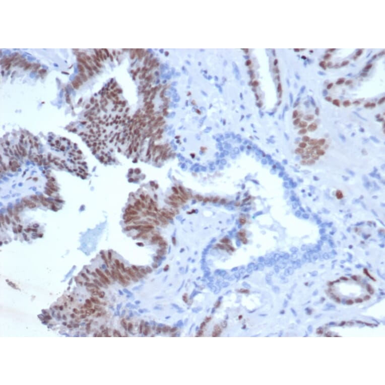 Immunohistochemistry - Anti-ERG Antibody [rERG/6843] (A277885) - Antibodies.com