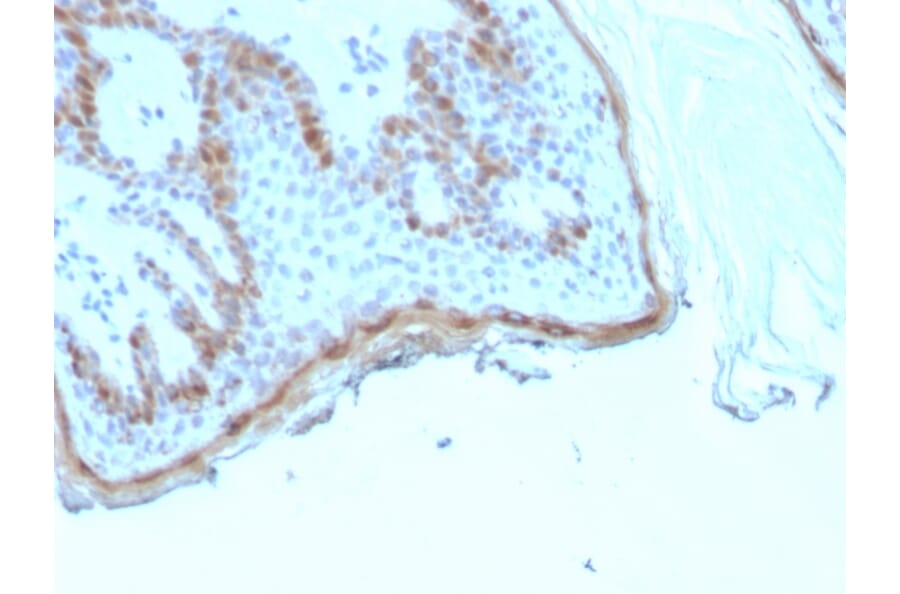Immunohistochemistry - Anti-Filaggrin Antibody [rFLG/1945] (A277886) - Antibodies.com