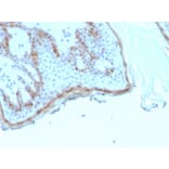 Immunohistochemistry - Anti-Filaggrin Antibody [rFLG/1945] (A277886) - Antibodies.com