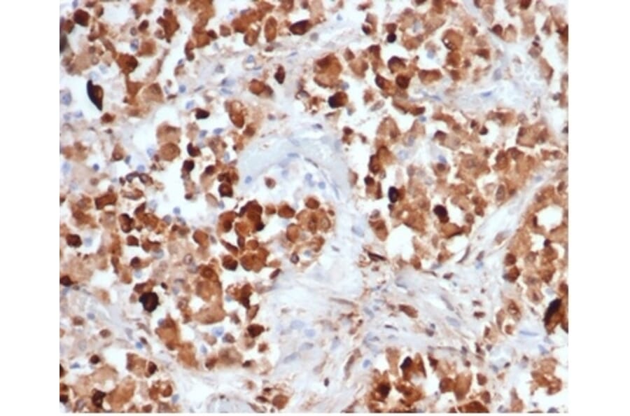 Immunohistochemistry - Anti-Growth Hormone Antibody [rGH/4887] (A277888) - Antibodies.com