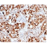 Immunohistochemistry - Anti-Growth Hormone Antibody [rGH/4887] (A277888) - Antibodies.com