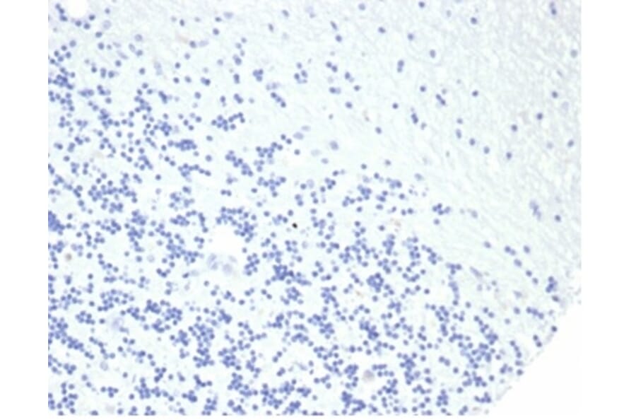 Immunohistochemistry - Anti-Growth Hormone Antibody [rGH/4887] (A277888) - Antibodies.com