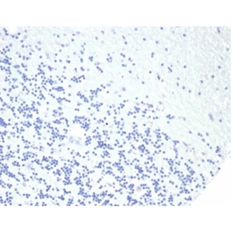 Immunohistochemistry - Anti-Growth Hormone Antibody [rGH/4887] (A277888) - Antibodies.com