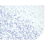 Immunohistochemistry - Anti-Growth Hormone Antibody [rGH/4887] (A277888) - Antibodies.com