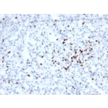 Immunohistochemistry - Anti-Granzyme B Antibody [rGZMB/6740] (A277891) - Antibodies.com