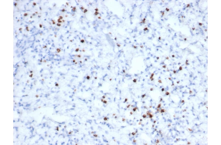 Immunohistochemistry - Anti-Granzyme B Antibody [rGZMB/6740] (A277891) - Antibodies.com
