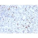 Immunohistochemistry - Anti-Granzyme B Antibody [rGZMB/6740] (A277891) - Antibodies.com