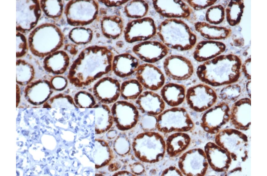 Immunohistochemistry - Anti-HSP60 Antibody [rHSPD1/6497] (A277894) - Antibodies.com