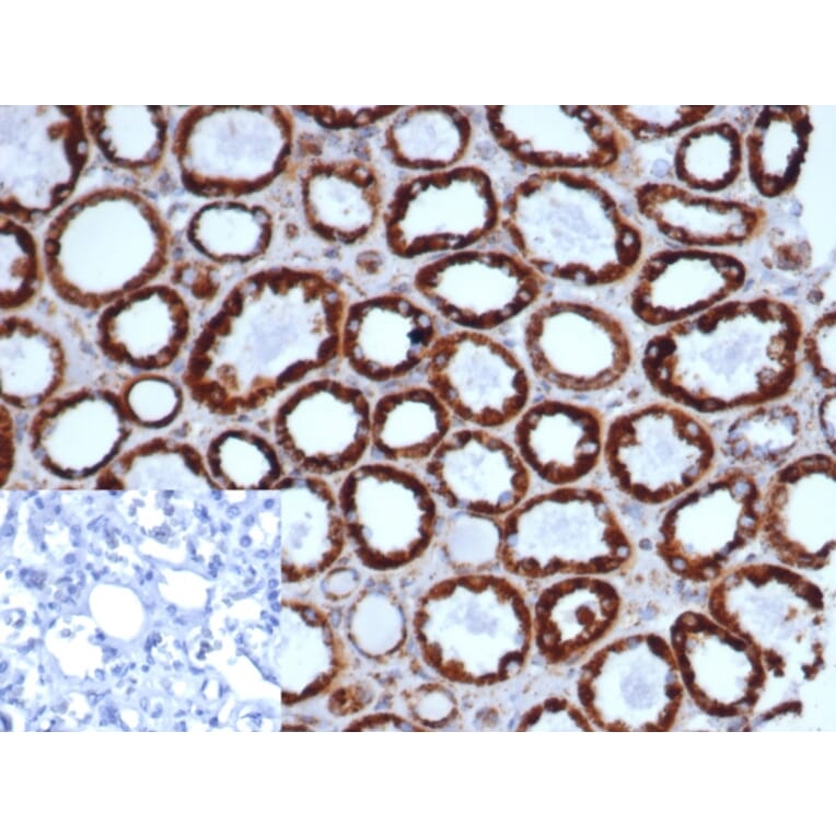 Immunohistochemistry - Anti-HSP60 Antibody [rHSPD1/6497] (A277894) - Antibodies.com