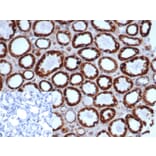 Immunohistochemistry - Anti-HSP60 Antibody [rHSPD1/6497] (A277894) - Antibodies.com