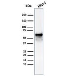 Western Blot - Anti-HSP60 Antibody [rHSPD1/6497] (A277894) - Antibodies.com