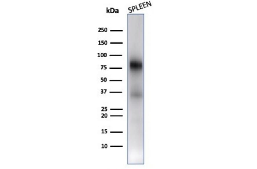 Western Blot - Anti-Myeloperoxidase Antibody [rMPO/6904] (A277902) - Antibodies.com