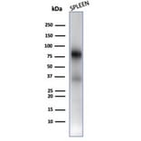 Western Blot - Anti-Myeloperoxidase Antibody [rMPO/6904] (A277902) - Antibodies.com