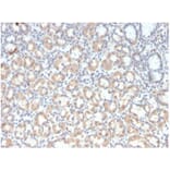 Immunohistochemistry - Anti-MUC3 Antibody [rMUC3/1154] (A277903) - Antibodies.com