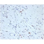 Immunohistochemistry - Anti-Myogenin Antibody [rMYOG/6297] (A277905) - Antibodies.com