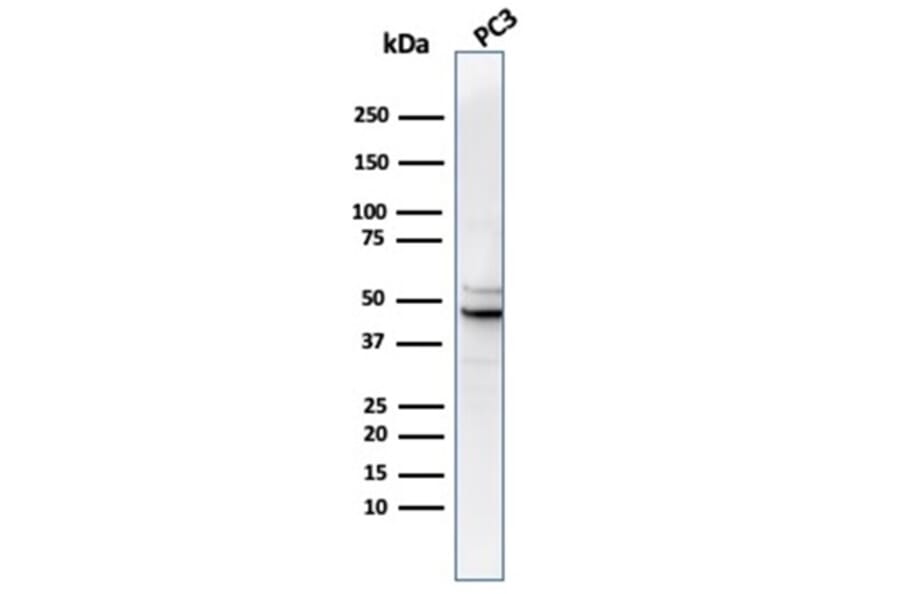 Western Blot - Anti-Ornithine Decarboxylase Antibody [rODC1/487] (A277906) - Antibodies.com