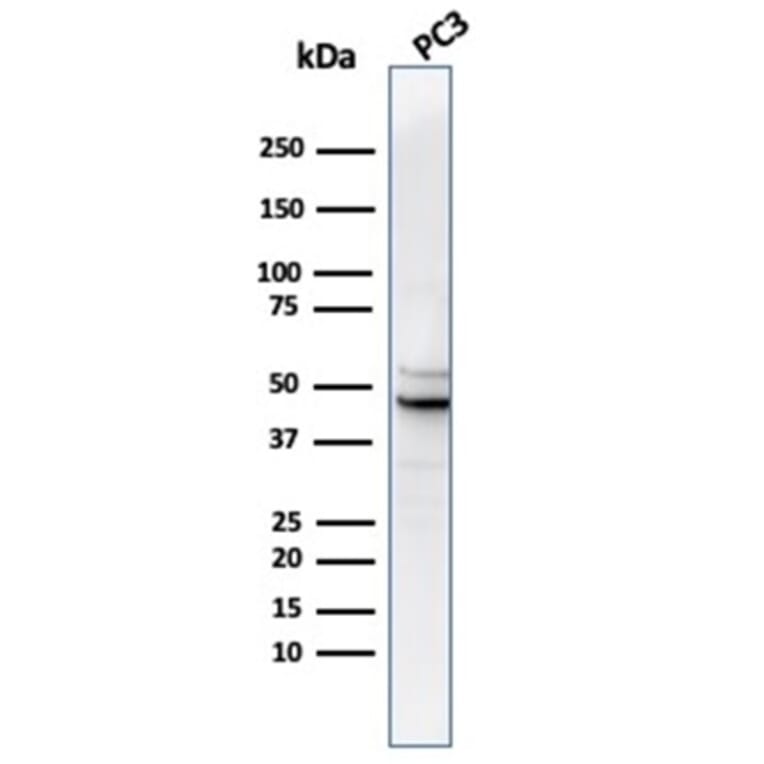 Western Blot - Anti-Ornithine Decarboxylase Antibody [rODC1/487] (A277906) - Antibodies.com