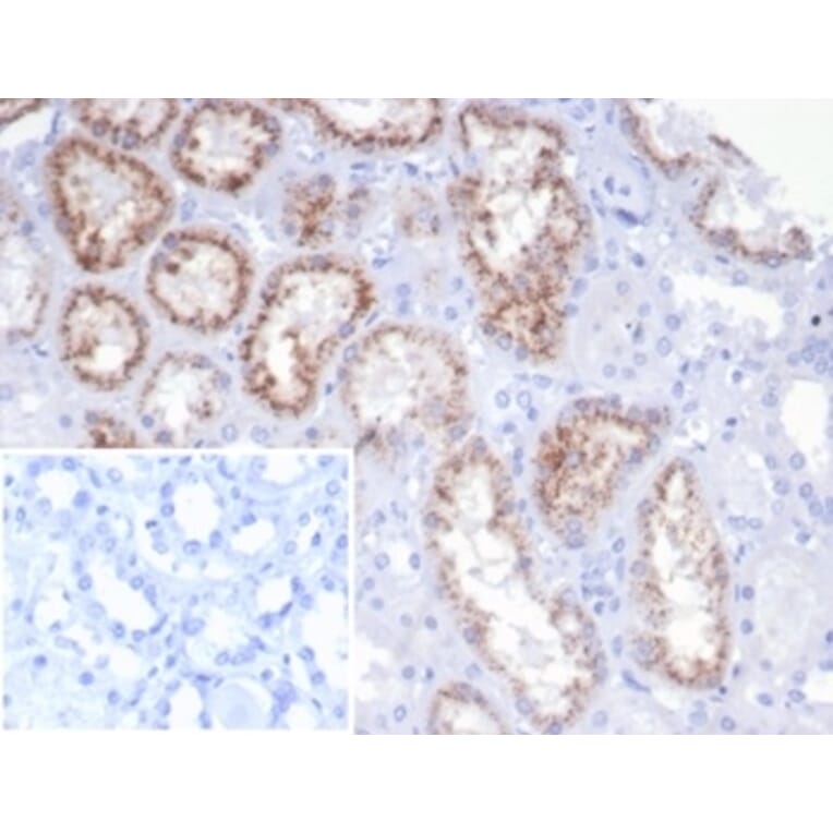 Immunohistochemistry - Anti-RBP4 Antibody [rRBP4/7372] (A277913) - Antibodies.com