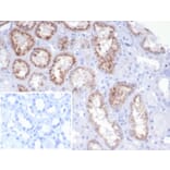 Immunohistochemistry - Anti-RBP4 Antibody [rRBP4/7372] (A277913) - Antibodies.com