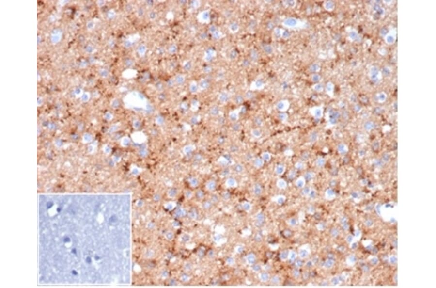 Immunohistochemistry - Anti-Synaptophysin Antibody [rSYP/6856] (A277924) - Antibodies.com