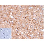 Immunohistochemistry - Anti-Synaptophysin Antibody [rSYP/6856] (A277924) - Antibodies.com