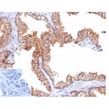 Immunohistochemistry - Anti-CD47 Antibody [rCD47/6589] (A277939) - Antibodies.com