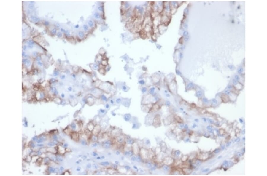 Immunohistochemistry - Anti-CDC20 Antibody [rCDC20/7184] (A277940) - Antibodies.com