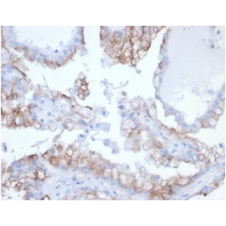 Immunohistochemistry - Anti-CDC20 Antibody [rCDC20/7184] (A277940) - Antibodies.com