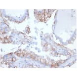 Immunohistochemistry - Anti-CDC20 Antibody [rCDC20/7184] (A277940) - Antibodies.com